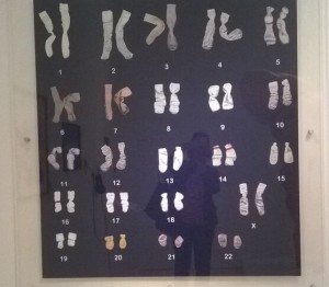 chromosomes (2)